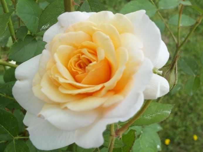  photo moonspritecemetary2_zps1e3a837e.jpg